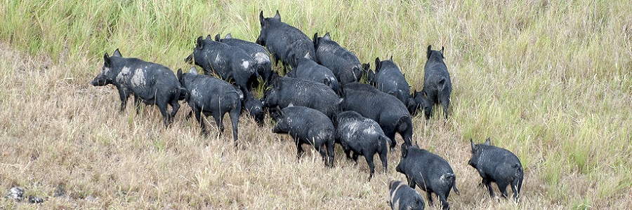 Pest animal management Pest animal management